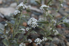 Heliotropium ellipticum