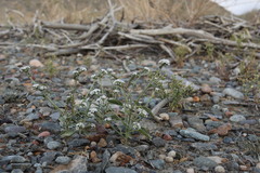 Heliotropium ellipticum