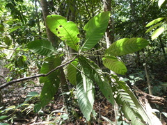 Rothmannia macrophylla