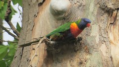 Trichoglossus moluccanus