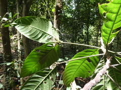 Rothmannia macrophylla