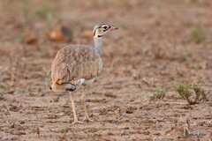 Eupodotis senegalensis