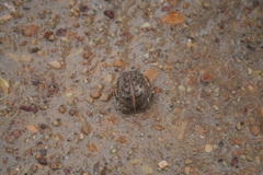 Breviceps rosei rosei