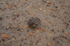 Breviceps rosei rosei