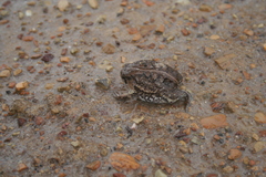 Breviceps rosei rosei