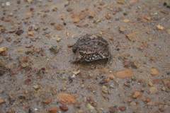 Breviceps rosei rosei