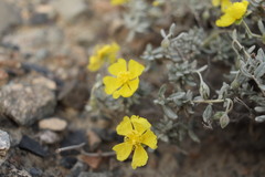 Helianthemum songaricum