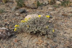 Helianthemum songaricum