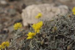 Helianthemum songaricum