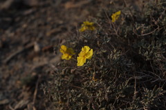 Helianthemum songaricum