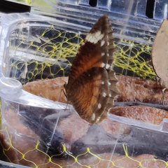 Elymnias hypermnestra undularis