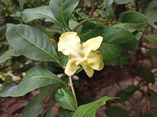 Brunfelsia americana, photograph 6