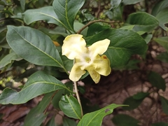 Lady of the Night (Brunfelsia americana)