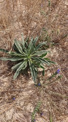 Echium gaditanum