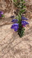 Echium gaditanum