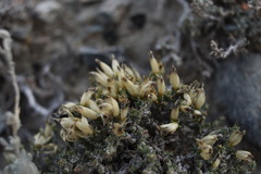 Nanophyton iliense