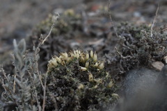 Nanophyton iliense