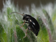 Longitarsus anchusae