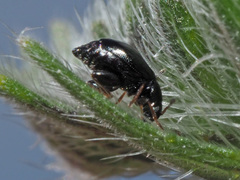 Longitarsus anchusae