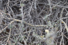 Caragana balchaschensis