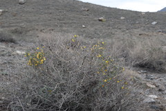 Caragana balchaschensis