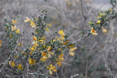 Caragana balchaschensis