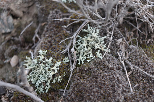 Xanthoparmelia vagans