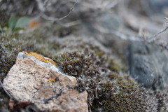 Syntrichia caninervis