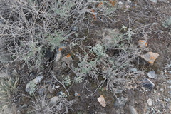 Syntrichia caninervis