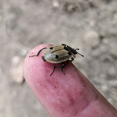 Dendroxena quadrimaculata