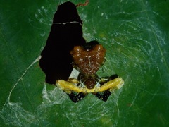 Phrynarachne ceylonica