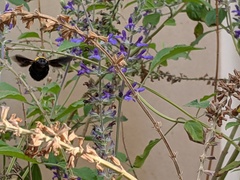Xylocopa pubescens