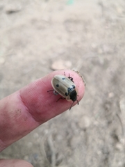 Dendroxena quadrimaculata