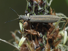 Dolichosoma lineare