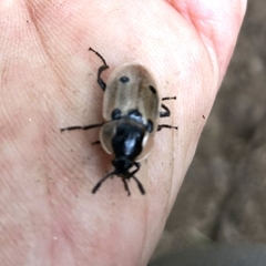 Dendroxena quadrimaculata