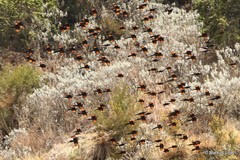 Onychognathus tenuirostris