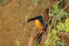 Alcedo semitorquata