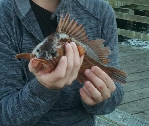 Sebastes caurinus