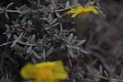 Helianthemum songaricum