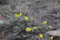 Helianthemum songaricum