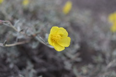 Helianthemum songaricum