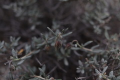 Helianthemum songaricum