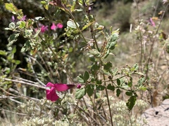 Salvia lemmonii