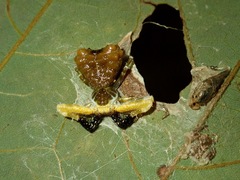 Phrynarachne ceylonica