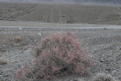 Atraphaxis frutescens