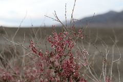 Atraphaxis frutescens
