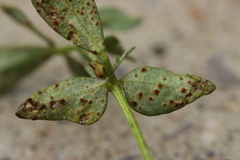 Uromyces euphorbiae-corniculati