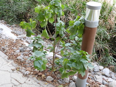 Gossypium