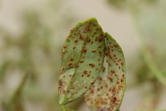 Uromyces euphorbiae-corniculati