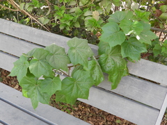 Gossypium